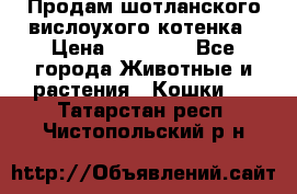 Продам шотланского вислоухого котенка › Цена ­ 10 000 - Все города Животные и растения » Кошки   . Татарстан респ.,Чистопольский р-н
